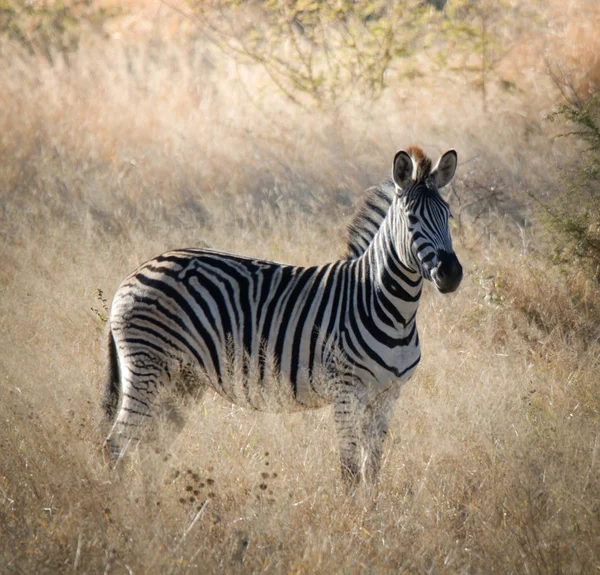 Cebra Común Sabana Africana — Foto de Stock