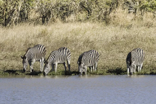 Zebraherde Afrikanischer Savanne — Stockfoto