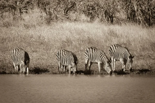 アフリカのサバンナのシマウマの群れ — ストック写真