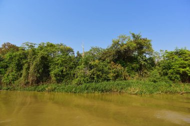 Nehir manzarası ve orman, Pantanal, Brezilya