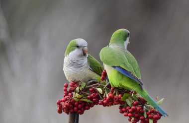 Ağacı, La Pampa, Patagonia, Arjantin besleme parakeets