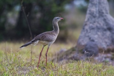 Kırmızı bacaklı Seriema, Pantanal, Brezilya