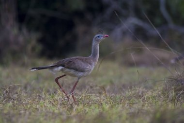 Kırmızı bacaklı Seriema, Pantanal, Brezilya