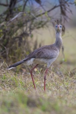 Kırmızı bacaklı Seriema, Pantanal, Brezilya