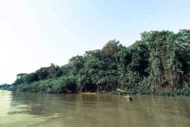Nehir manzarası ve orman, Pantanal, Brezilya
