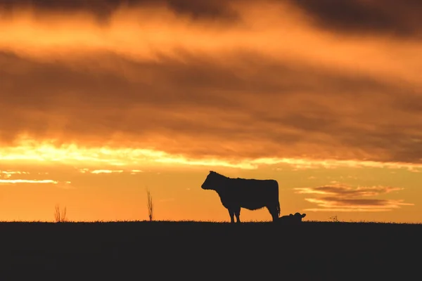 Корова Против Заката Сельской Местности Пампас Патагония Аргентина — стоковое фото