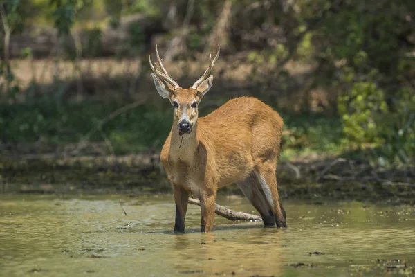 Cervo Pântano Blastocerus Dichotomus Ambiente Pantanal Sutiã — Fotografia de Stock