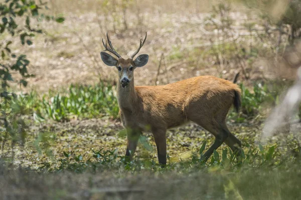 Lápi Szarvas Lápi Szarvas Cervus Duvaucelii Pantanal Környezet Melltartó — Stock Fotó