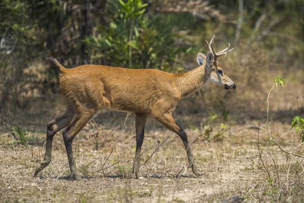 Cervo Palude Blastocerus Dichotomus Ambiente Pantanale Reggiseno — Foto Stock