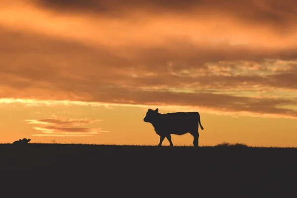 Vache Contre Coucher Soleil Dans Campagne Pampas Patagonie Argentine — Photo