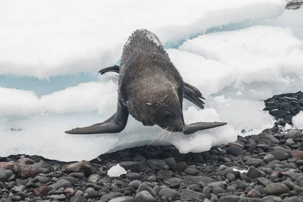 Foca Pelliccia Antartica Sulla Spiaggia Antartide — Foto Stock