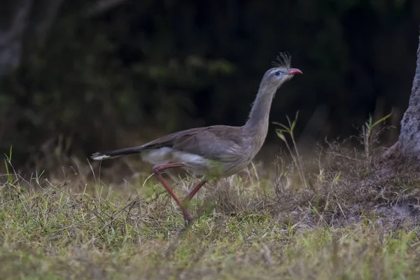 Seriema Pernas Vermelhas Pantanal Brasil — Fotografia de Stock