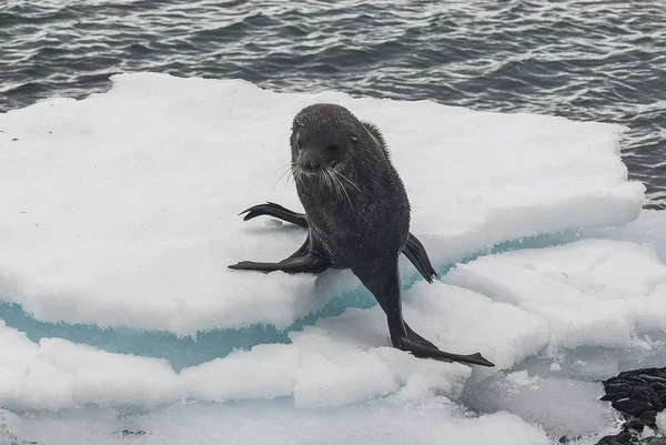 Foca Pelliccia Antartica Sulla Spiaggia Antartide — Foto Stock