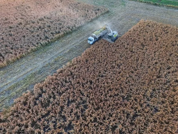 Sorghum Harvest Pampa Argentina — Stock Photo, Image