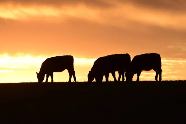 Vacas Campo Pampa Patagonia Argentina — Foto de Stock