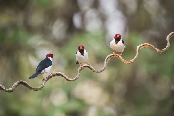 Cardinal Birds Perched Liana Pantanal Forest Brazil — Stock Photo, Image