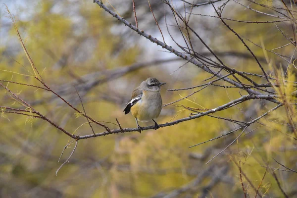 Patagonian Mockingbird Patagonia Argentina — Foto Stock