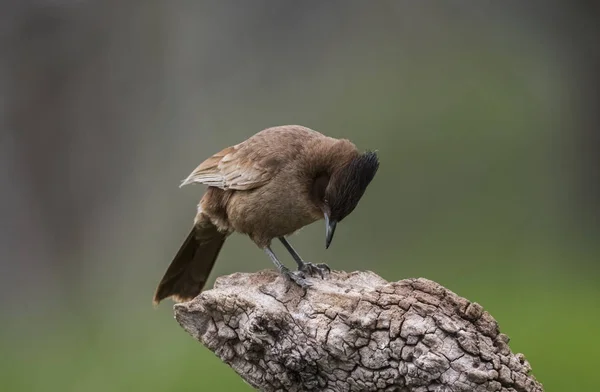 Pseudoseisura Brązowy Ptak Pampas Region Argentyna — Zdjęcie stockowe