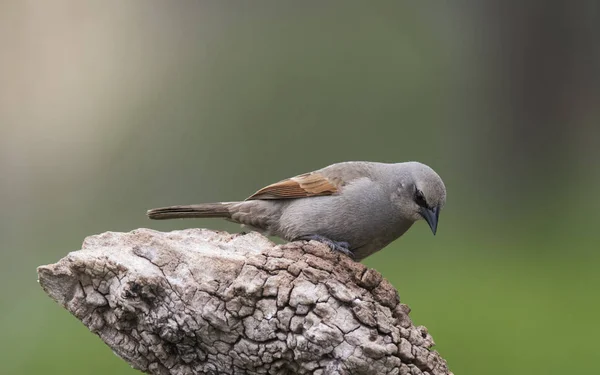 Cowbird Κάθεται Στο Δέντρο — Φωτογραφία Αρχείου