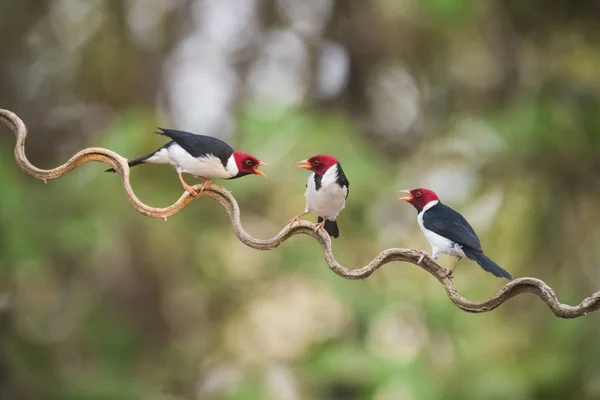 Кардинальные Птицы Сидящие Лиане Пантанальный Лес Бразилия — стоковое фото