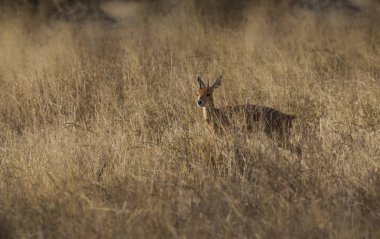 Male Steenbok, Raphicerus campestris, Güney Afrika