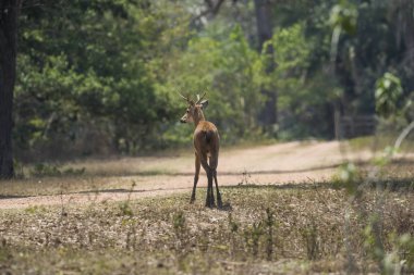 Marsh geyik, pantanal ortamında, sutyen Blastocerus dichotomus