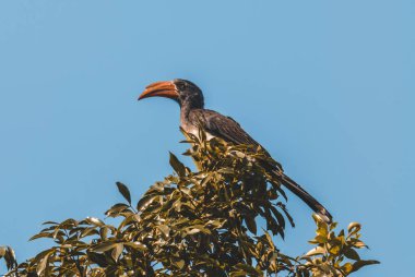 Ağaç üzerinde Güney sarı gagalı hornbill
