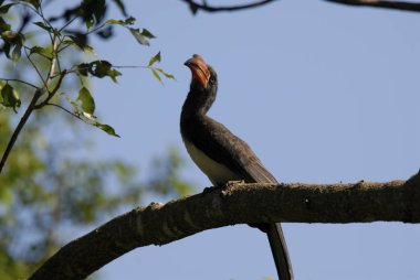 Ağaç üzerinde Güney sarı gagalı hornbill