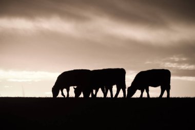 İnek kırsal, Pampa, Patagonia, Arjantin için
