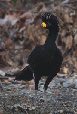 Çıplak Curassow bir orman ortamında, Pantanal Brezilya karşı karşıya