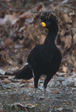 Bare faced Curassow in a jungle environment, Pantanal Brazil clipart