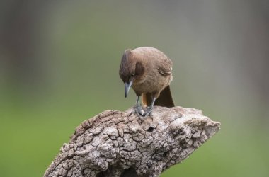 kahverengi cacholote kuş, Pampa bölge, Arjantin