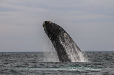 Güney sağ balina Patagonya, Arjantin