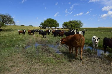İnekler üzerine doğal çim, Pampa, Argentina
