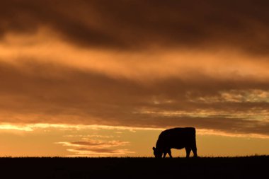 inek besleme günbatımı karşı Pampa, Argentina