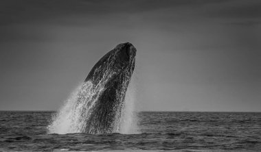 Balina atlayışı, Yarımada Valdes, Patagonya Arjantin