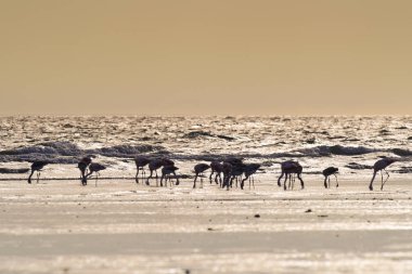 Flamingo Beach, yarımada Valdes, Patagonia adlı, Argent besleme