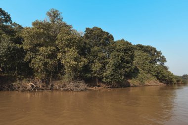 Nehir manzarası ve orman, Pantanal, Brezilya