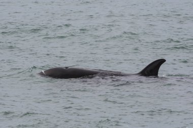 Orca avcılık, Patagonia, Arjantin