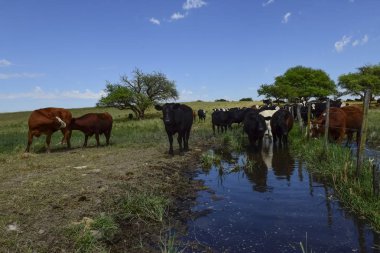 İnekler üzerine doğal çim, Pampa, Argentina
