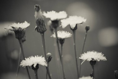 Ovada çiçekli manzara, La Pampa, Patagonya, Arjantin