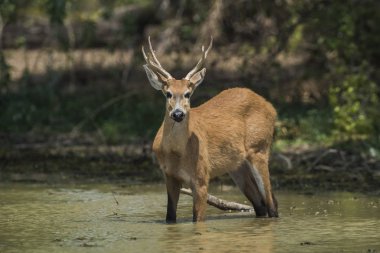 Marsh geyik, pantanal ortamında, sutyen Blastocerus dichotomus
