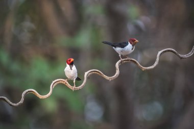 Kardinal kuşlar tünemiş bir liana, Pantanal orman, Brezilya