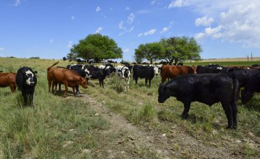 İnekler üzerine doğal çim, Pampa, Argentina