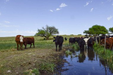 İnekler üzerine doğal çim, Pampa, Argentina