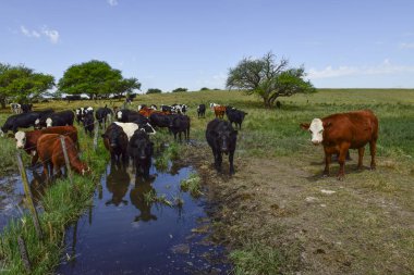 İnekler üzerine doğal çim, Pampa, Argentina