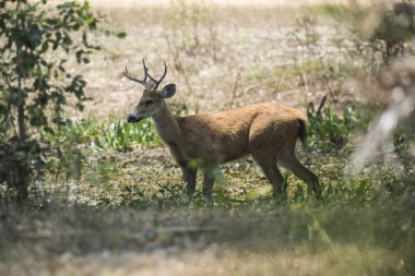 Marsh geyik, pantanal ortamında, sutyen Blastocerus dichotomus