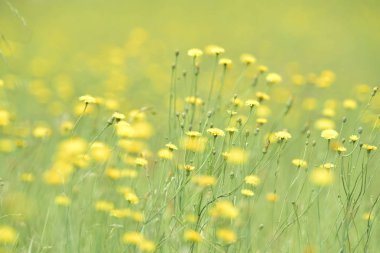 Ovada çiçekli manzara, La Pampa, Patagonya, Arjantin