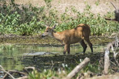 Marsh geyik, pantanal Brezilya