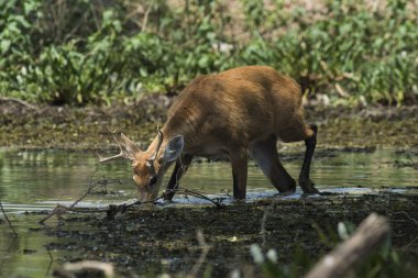 Marsh geyik, pantanal Brezilya